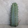 Trichocereus sp. Volcano Cutting (25-30cm)